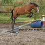 Bay pony jumping_stock