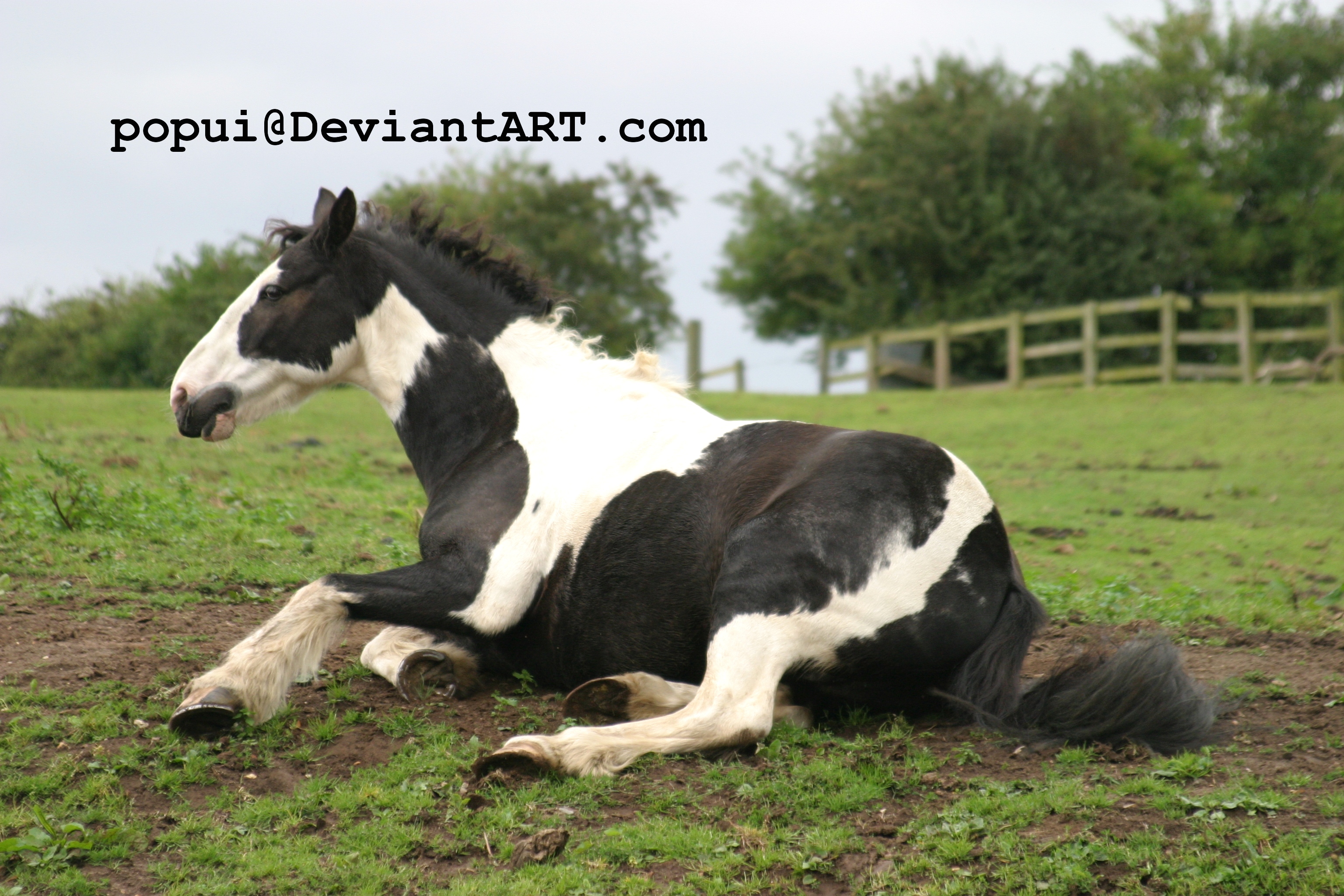 Piebald horse rolling_stock