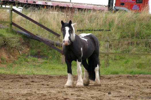 Piebald horse standing_stock