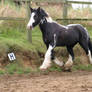 Piebald horse frisky trot4_stock