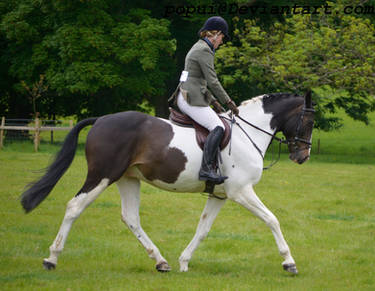 Warmblood_stock3