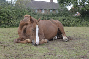 Sleeping Chestnut Mare Stock