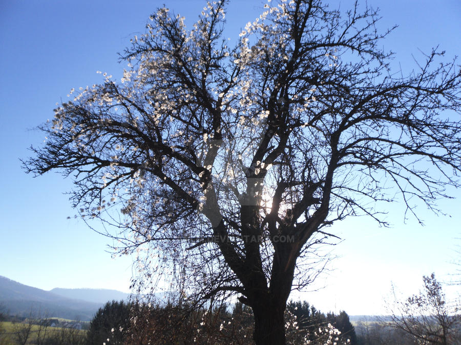 The Snow Tree