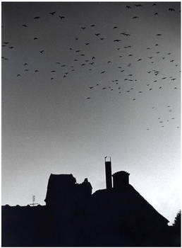 Sibiu, sunset with crows