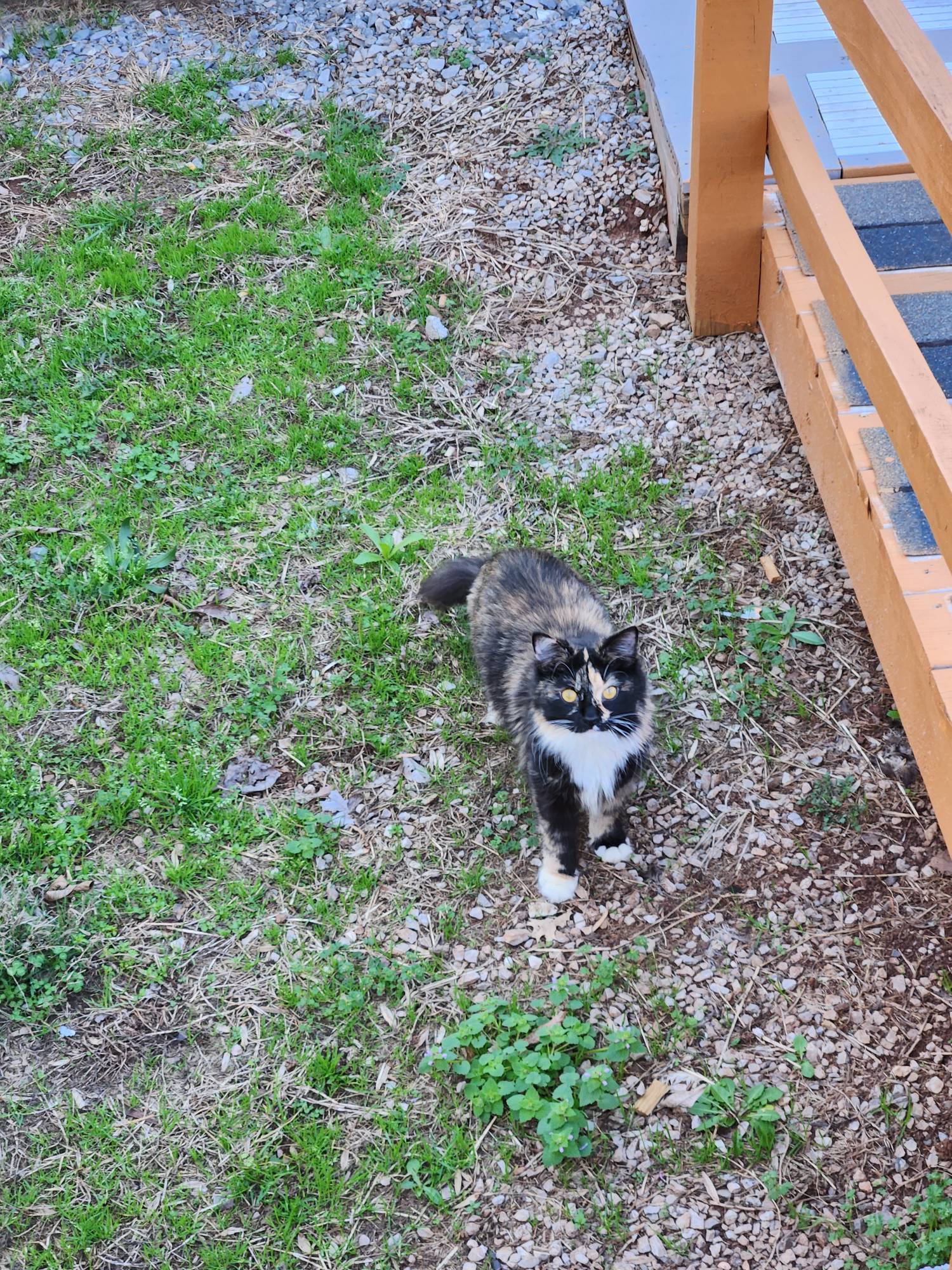 My cat lily by ChaiTeaF0x on DeviantArt