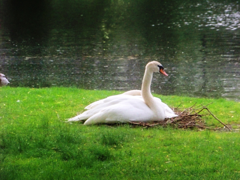 Boston Commons Swan