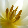 White Tulip 03