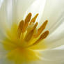 White Tulip 04