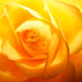 Yellow Rose 02