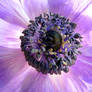 Purple Flower 01