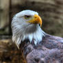 Bald Eagle 01