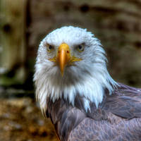 Bald Eagle 02