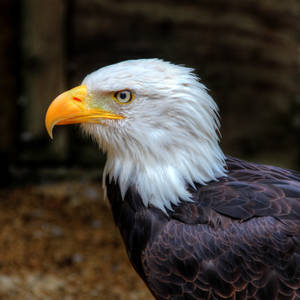 Bald Eagle 03