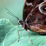 Butterfly 01 by s-kmp