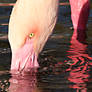 Flamingo 02