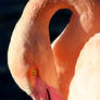 Flamingo 03