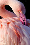 Flamingo 04 by s-kmp