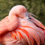 Fluffy Young Flamingo
