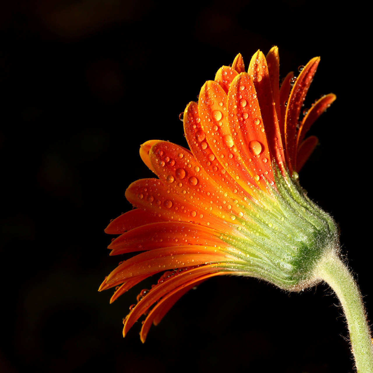 A Simple Flower 02 by s-kmp