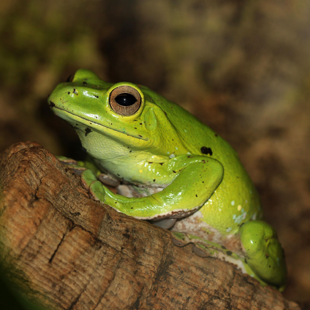 Tree Frog 1