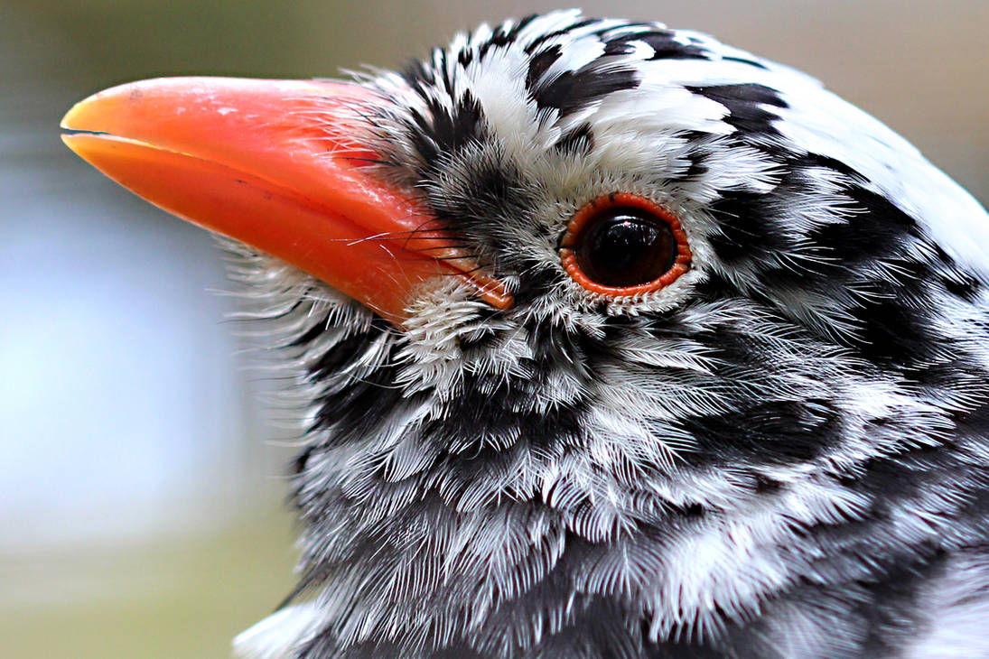 Close-up of a Beautiful Bird 02 by s-kmp