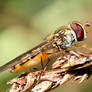 Hoverfly 01