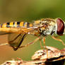 Hoverfly 02