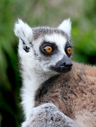 Lemur 02