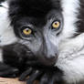 Lemur 04