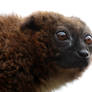 Lemur 05