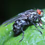 The Fly 05