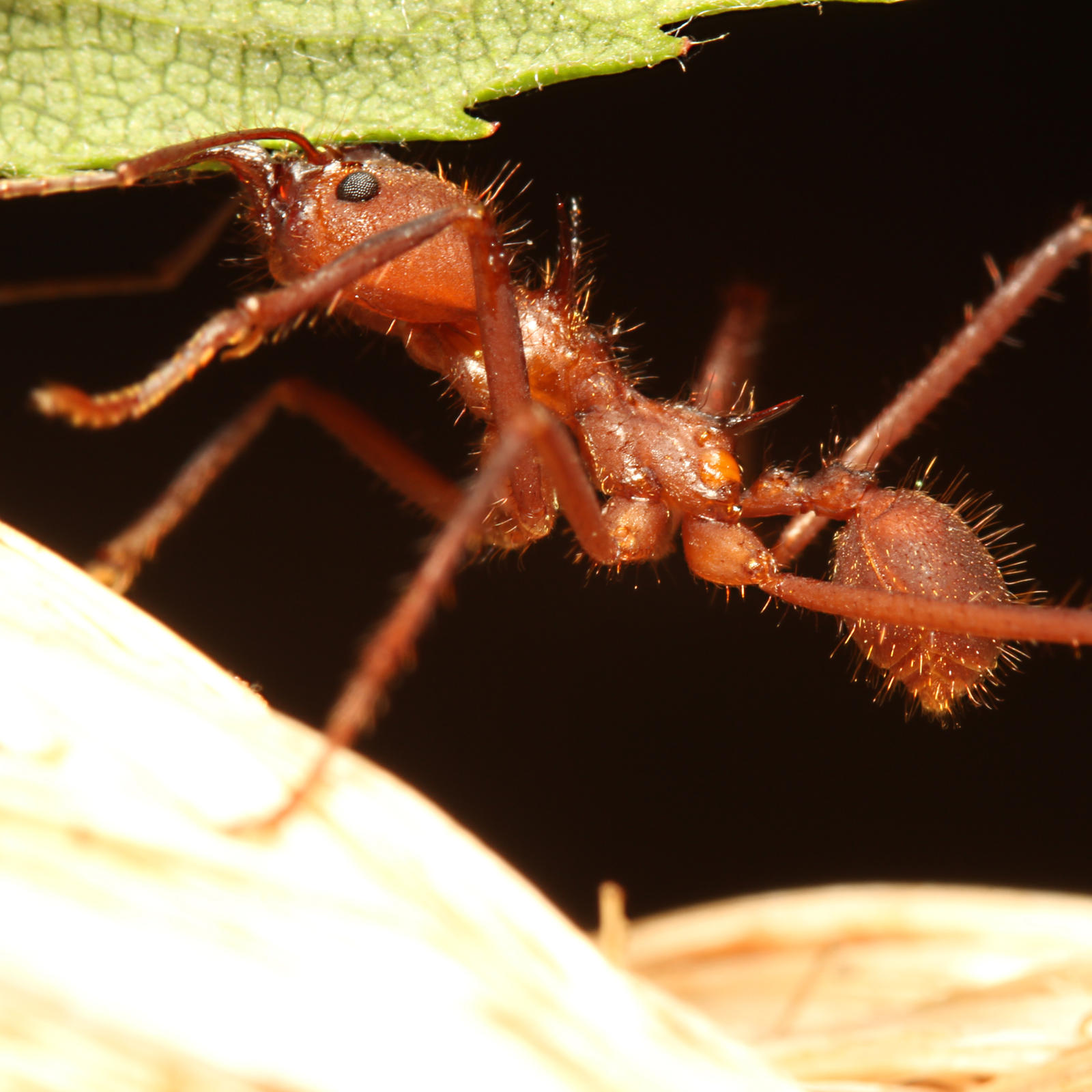 Leaf Cutting Ant 03