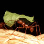 Leaf Cutting Ant 04