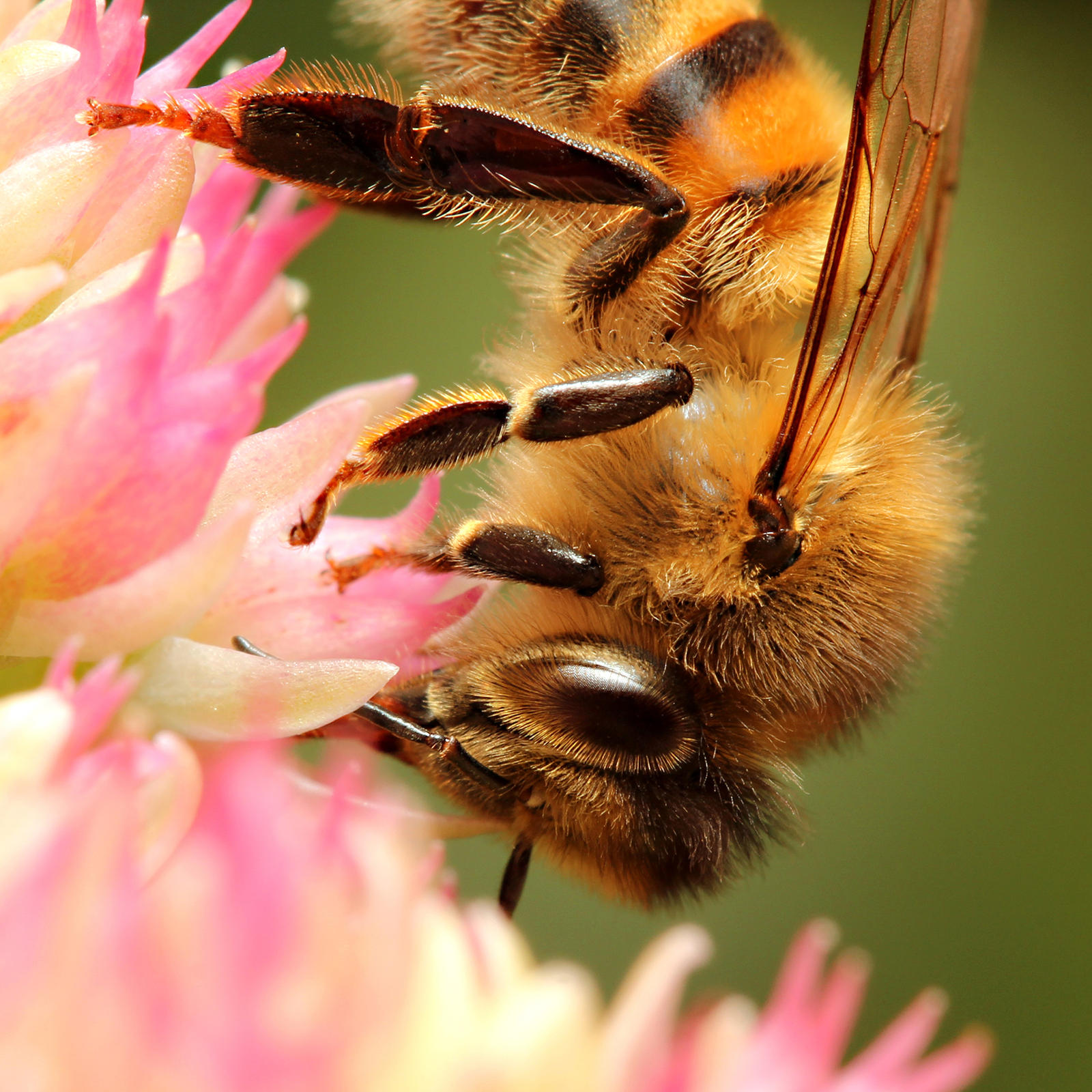 Honey Bee 01