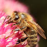 Honey Bee 02