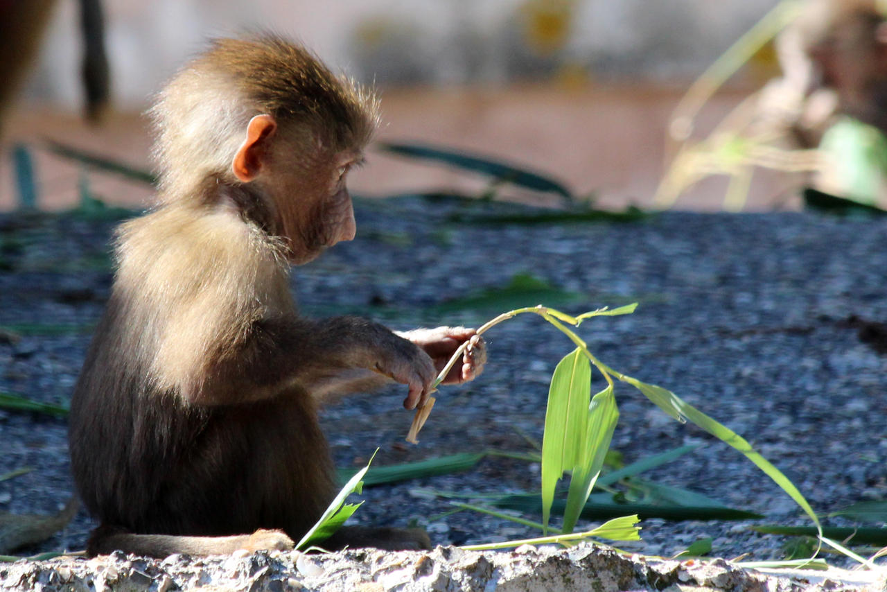 Curiosity