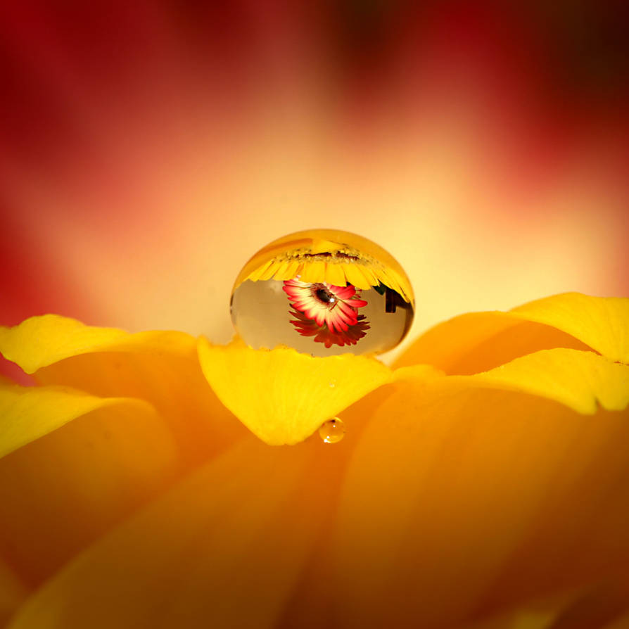 Yellow Flower, Red Flower? by s-kmp