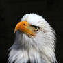 Bald Eagle 01b