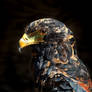 Bateleur Eagle 01