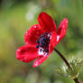 Red anemone 01
