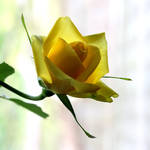 Yellow Rose 05 by s-kmp