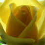 Yellow Rose 06