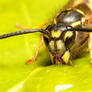 Wasp 02