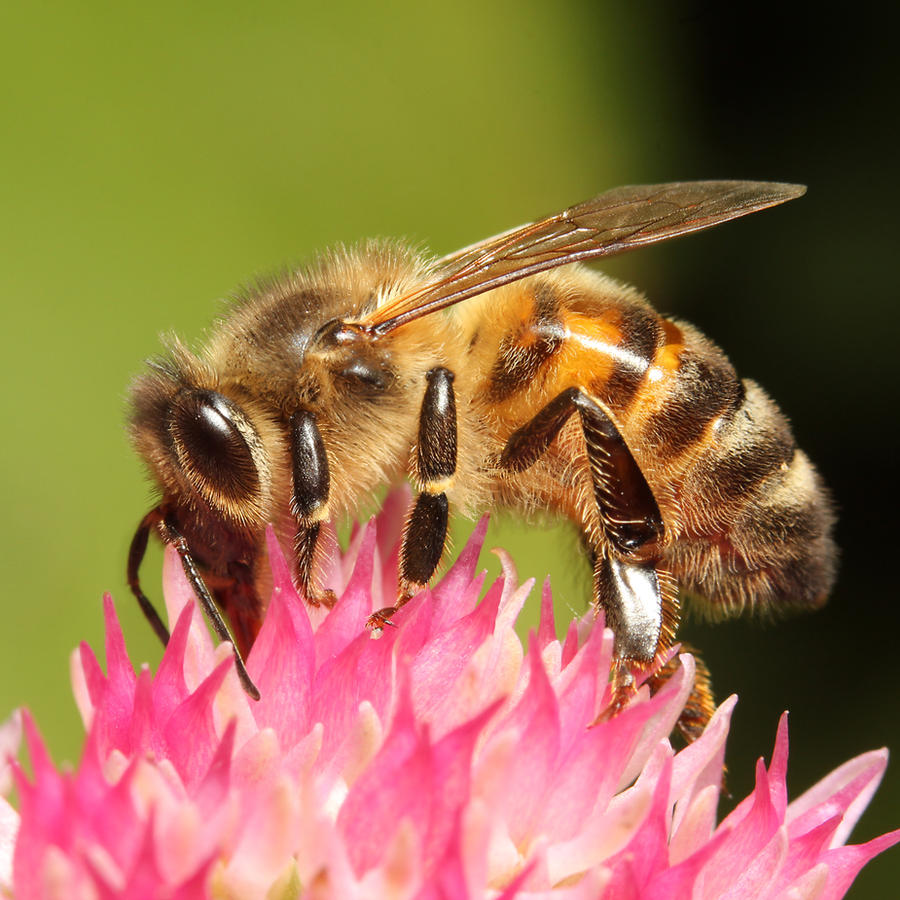 Bee 05