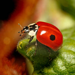 Ladybird 01