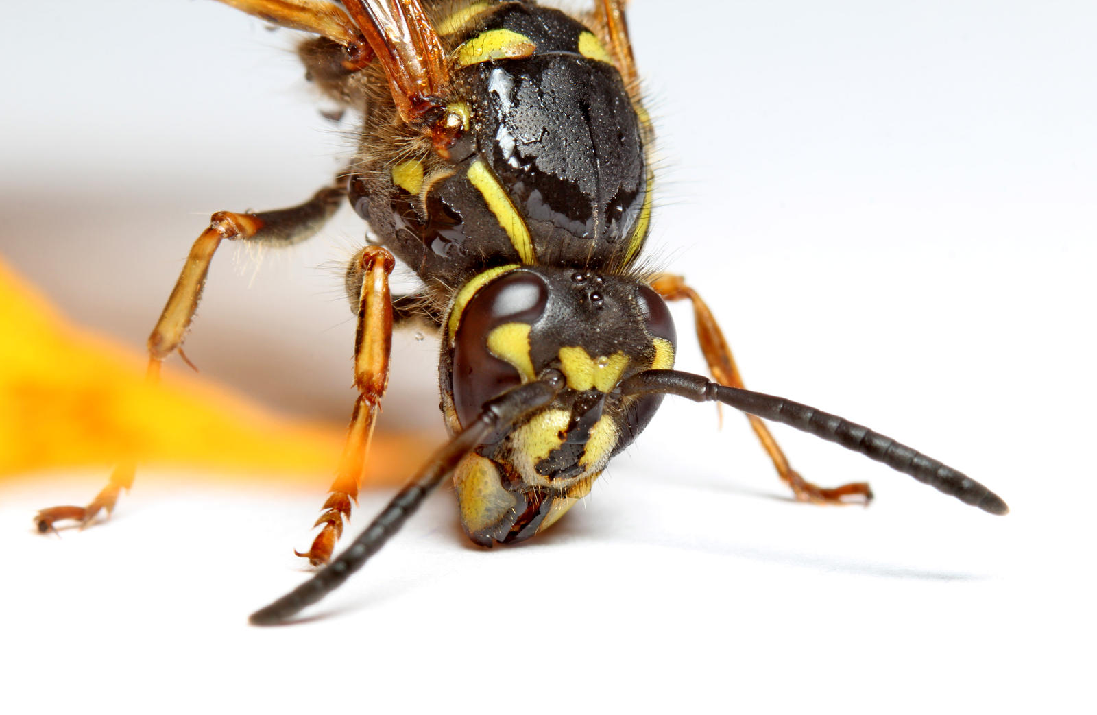 Wasp 04