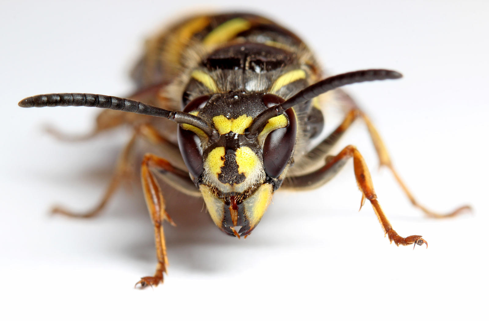 Wasp 05