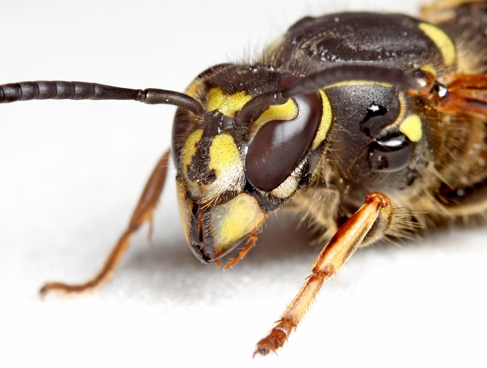 Wasp 06