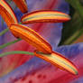 Blue Lily 02