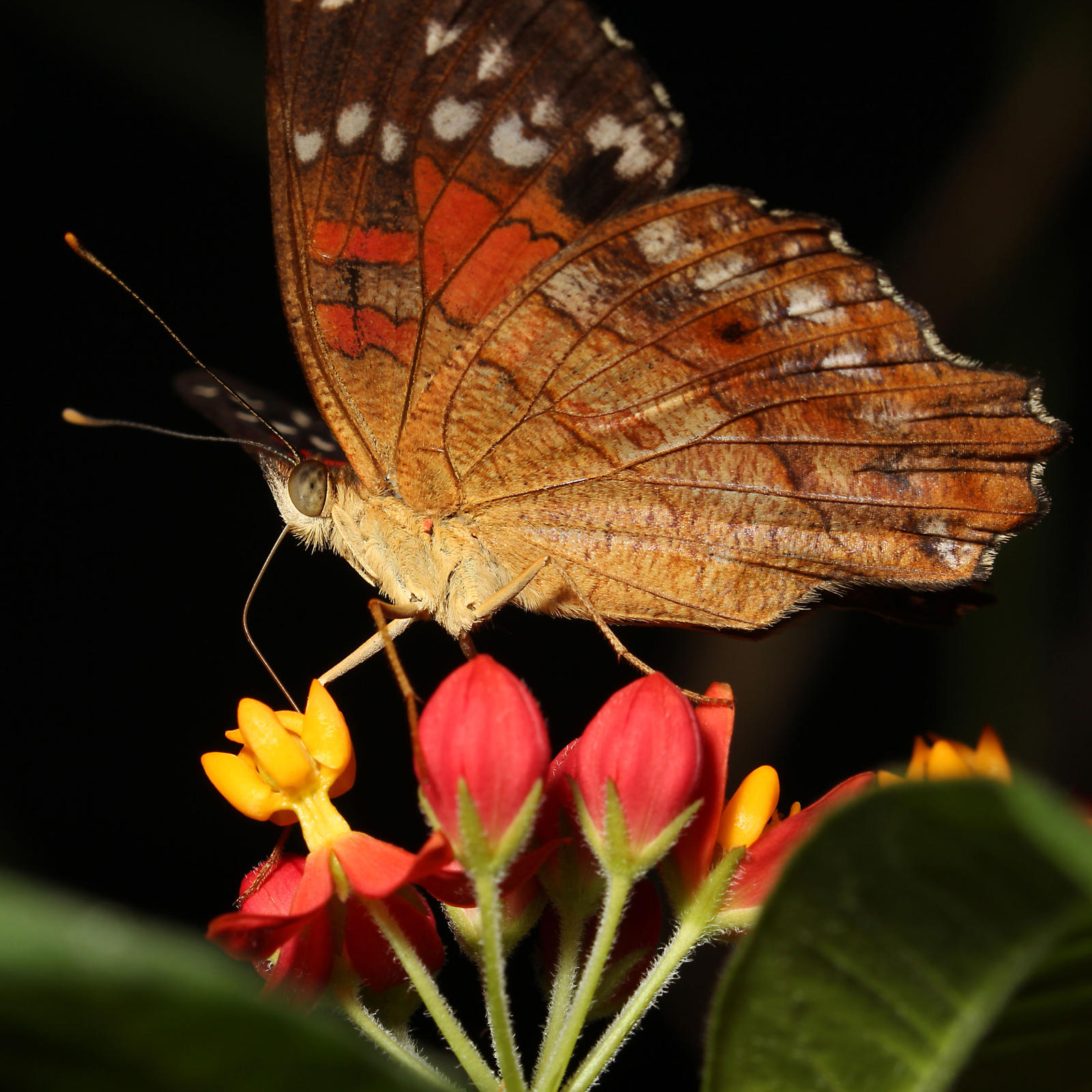 Butterfly on Flower 02